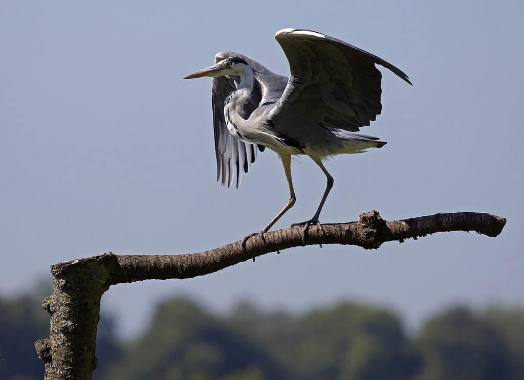 Hawk Conservancy Trust
