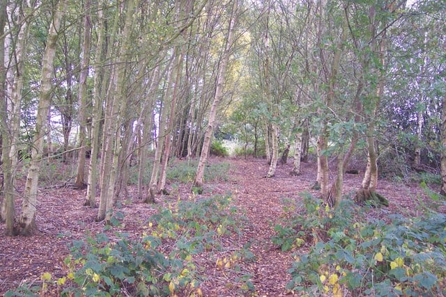 Penn Wood