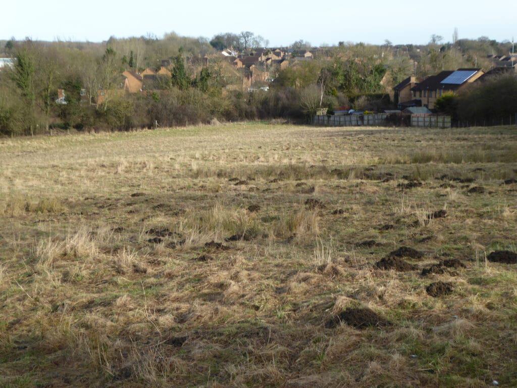 Great Oakley Meadow