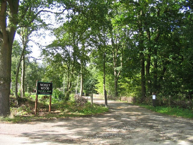 Norsey Wood