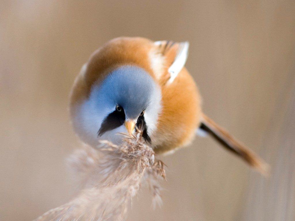  RSPB at Wat Tyler