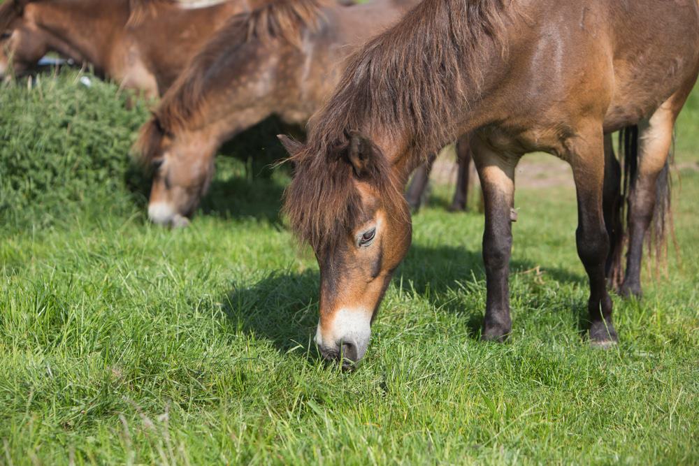 Danebury Iron Age Hillfort