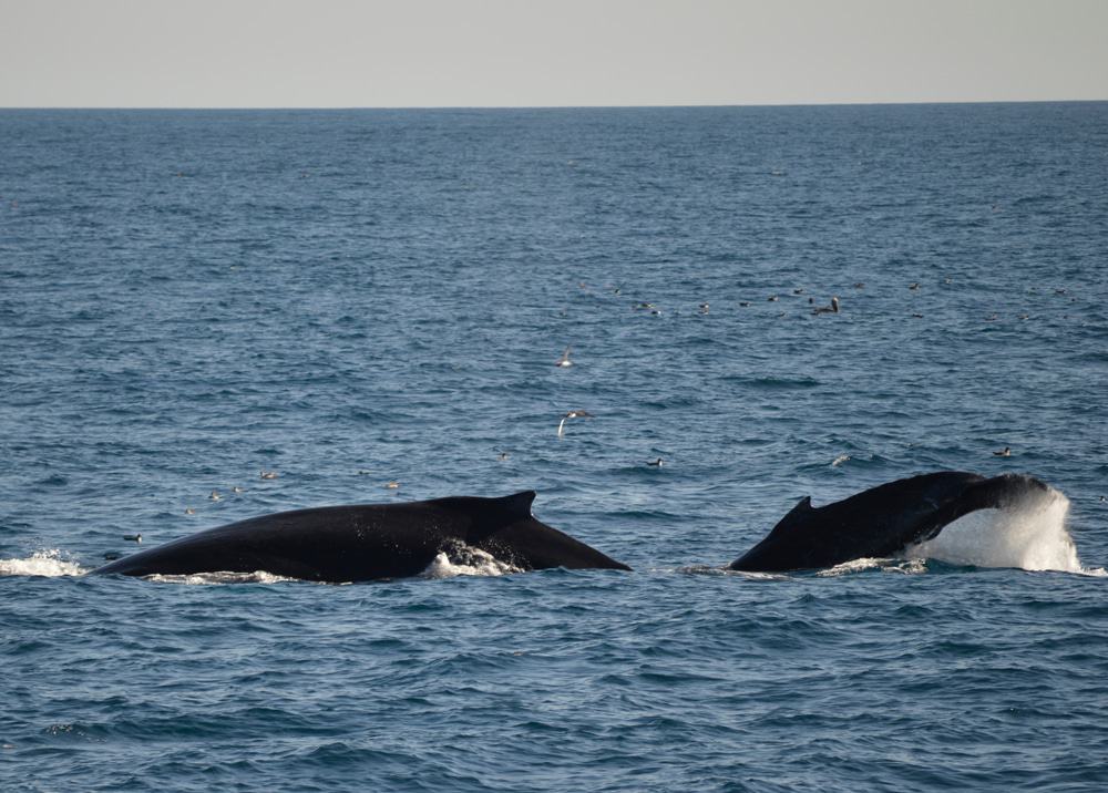 San Diego Whale Watching