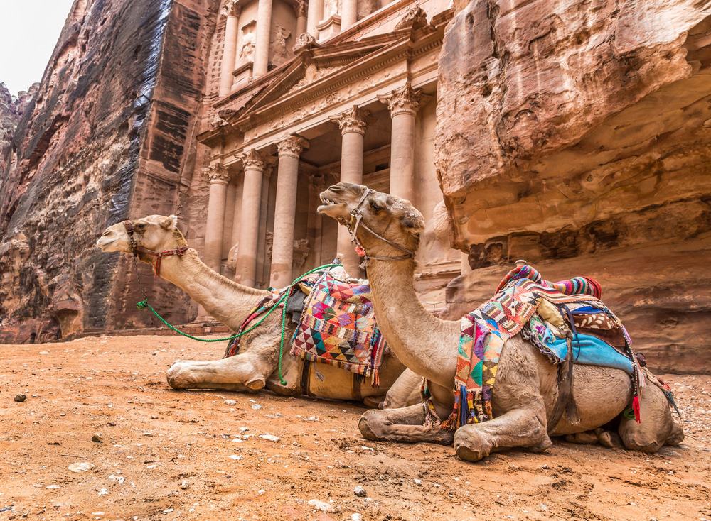 Camels In Front Of Petra, Jordan
