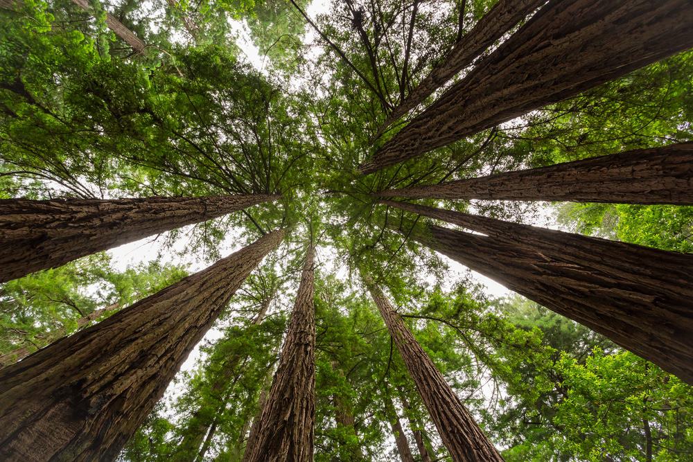 Muir Woods Trees