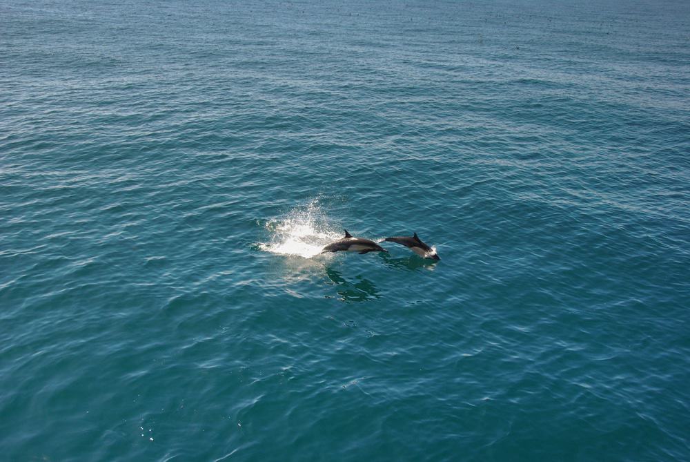 San Diego Dolphins