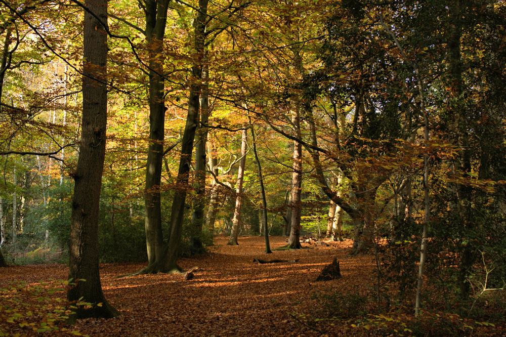 Burnham Beeches