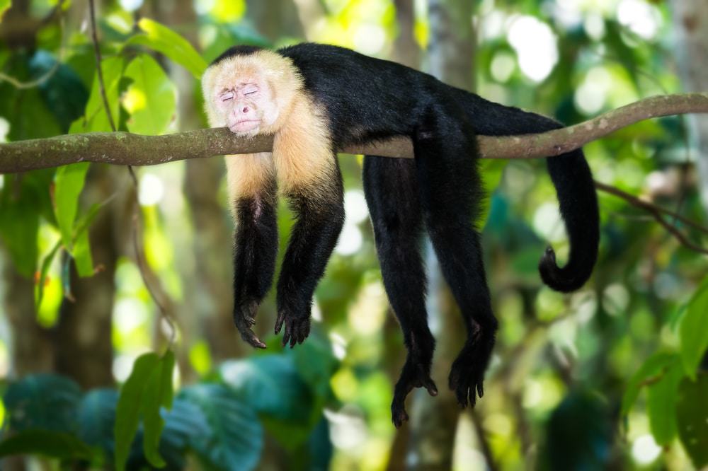 Manuel Antonio National Park