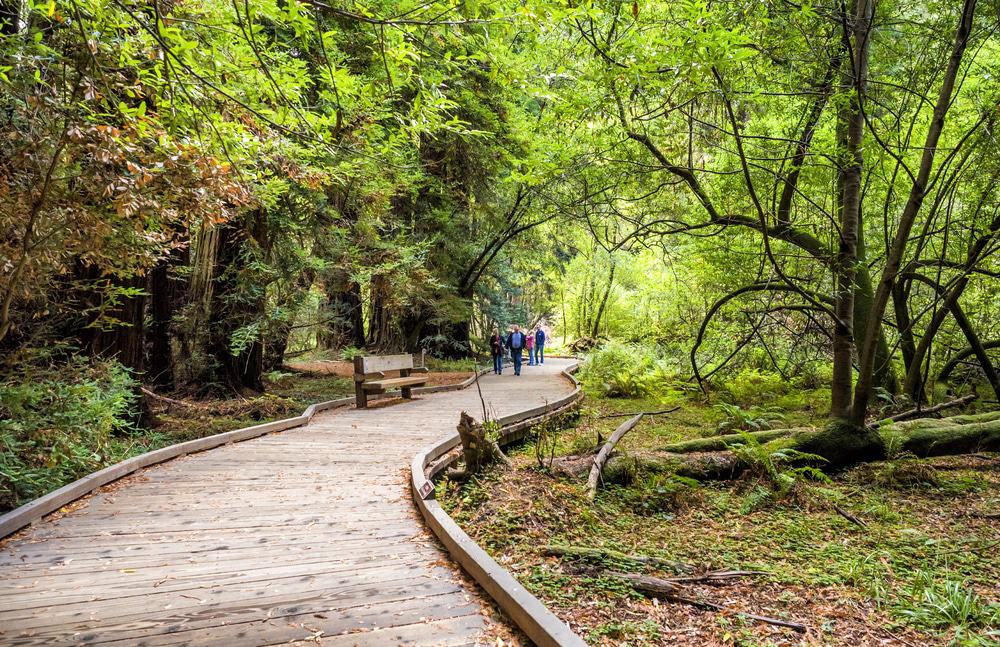 Muir Woods, CA