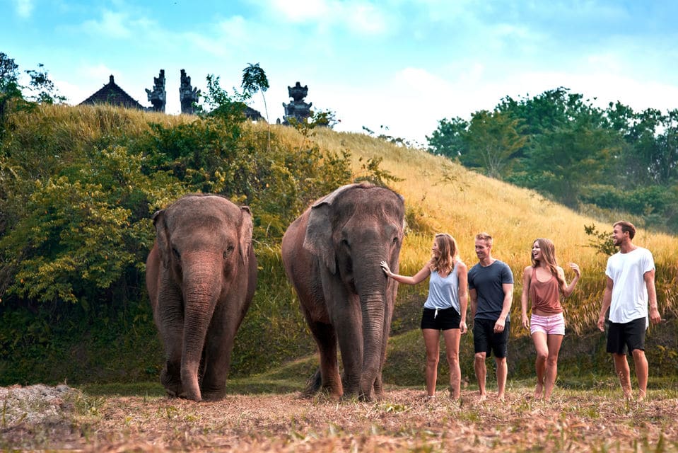 Elephant Care Experience At Bali Zoo