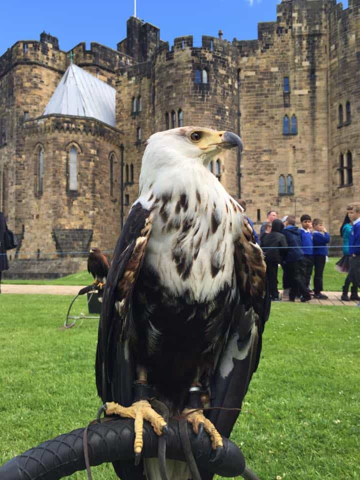 Falconry Days