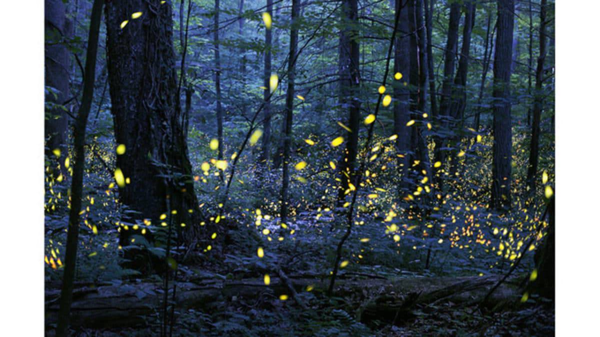 Fireflies Of The Great Smoky Mountains Gatlinburg