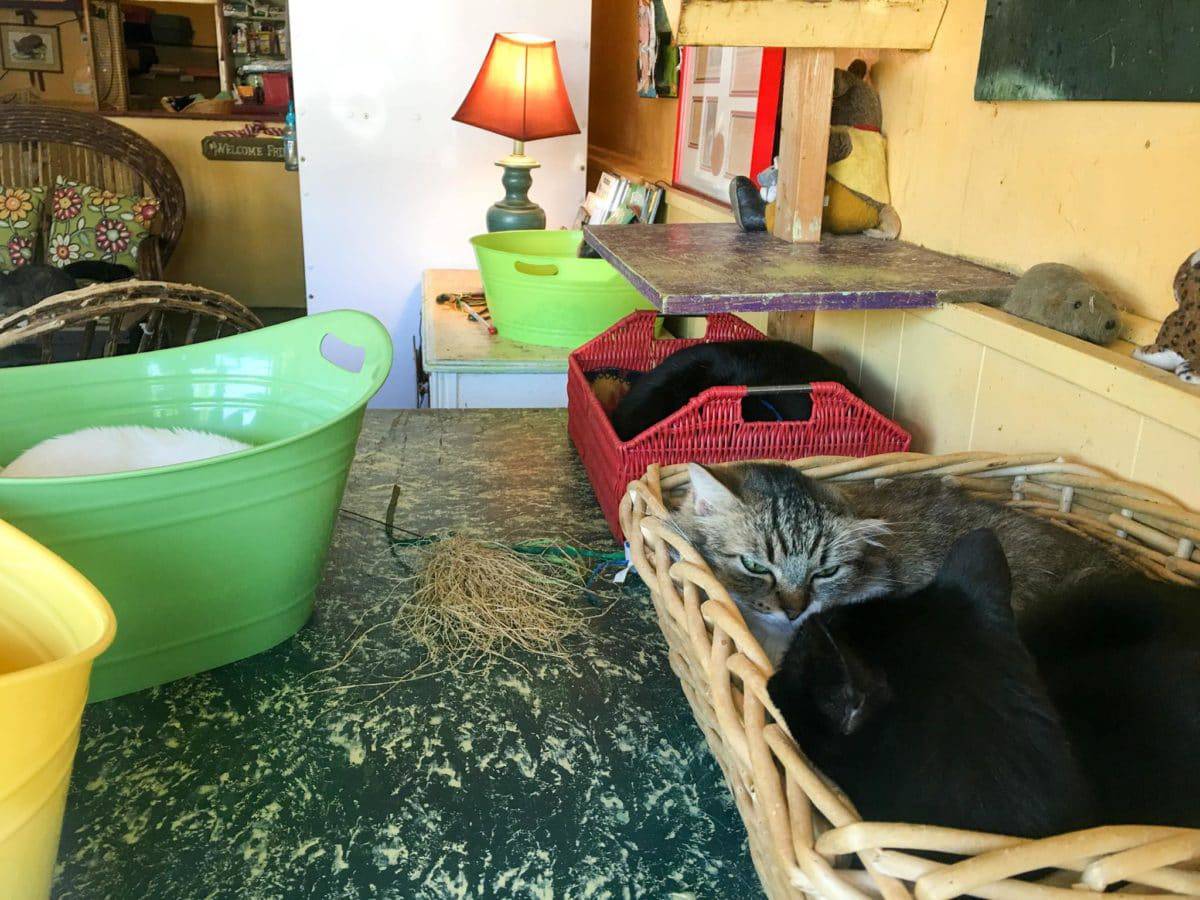 House Of Mews Memphis