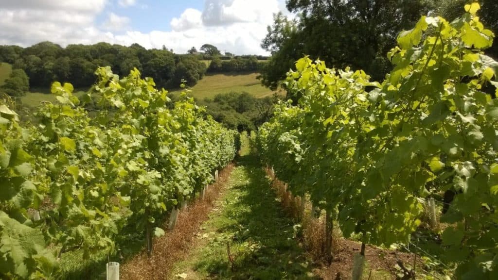 Looe Valley Vineyard