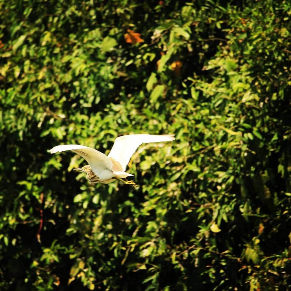 Ngapali Beach Bird