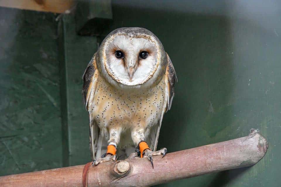 North Somerset Bird Of Prey Centre