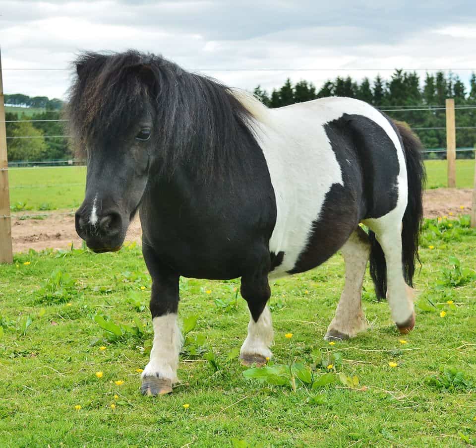 Redwings Horse Sanctuary