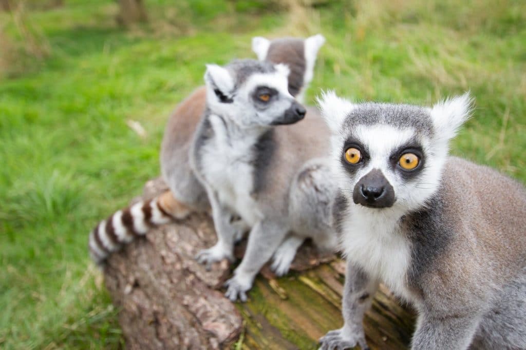 Rodbaston Animal Zone