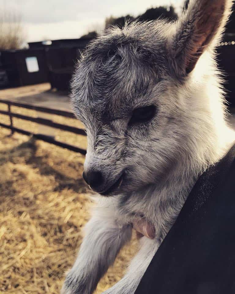 Rushmoor Country Farm Park