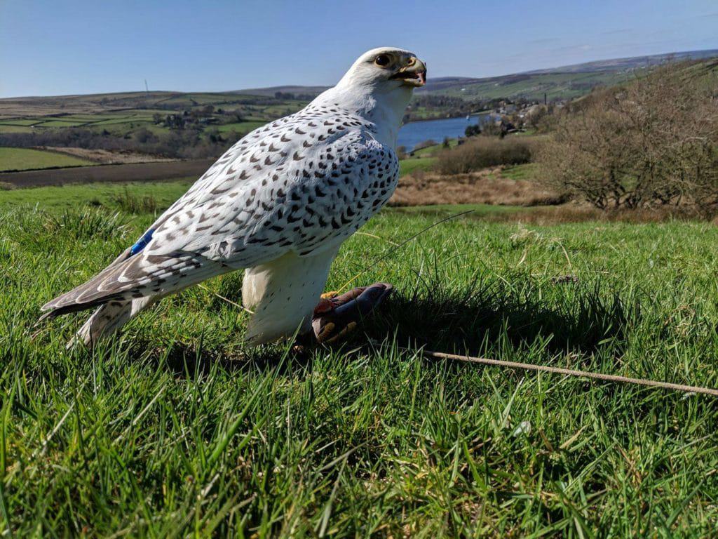 SMJ Falconry