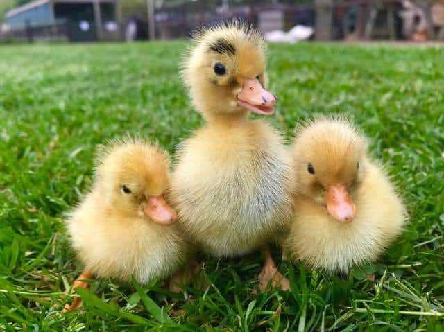 Totnes Rare Breeds Farm