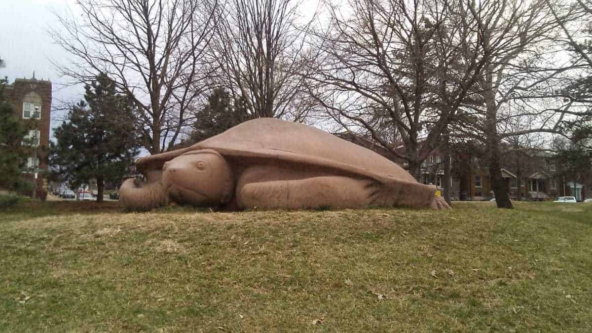 Turtle Playground St. Louis
