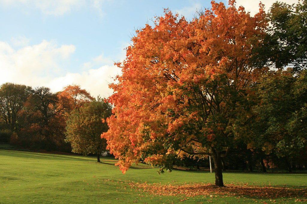 Westgate Fields