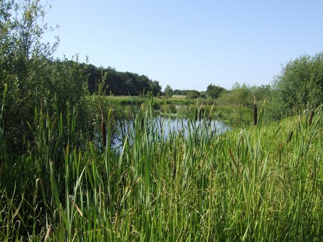  Pelsall North Common