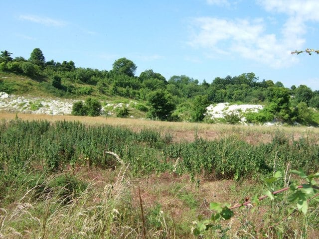 Totternhoe Knolls