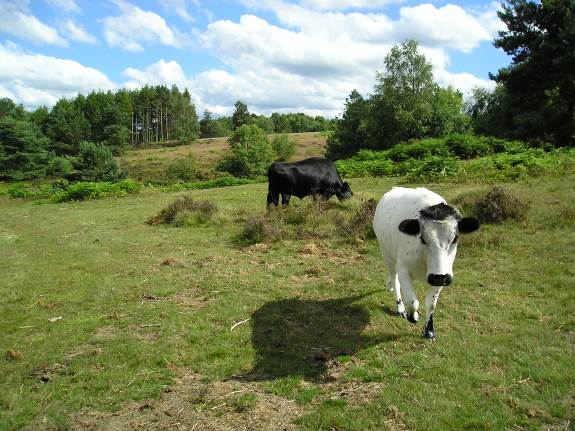 Hednesford Hills Nature Reserve