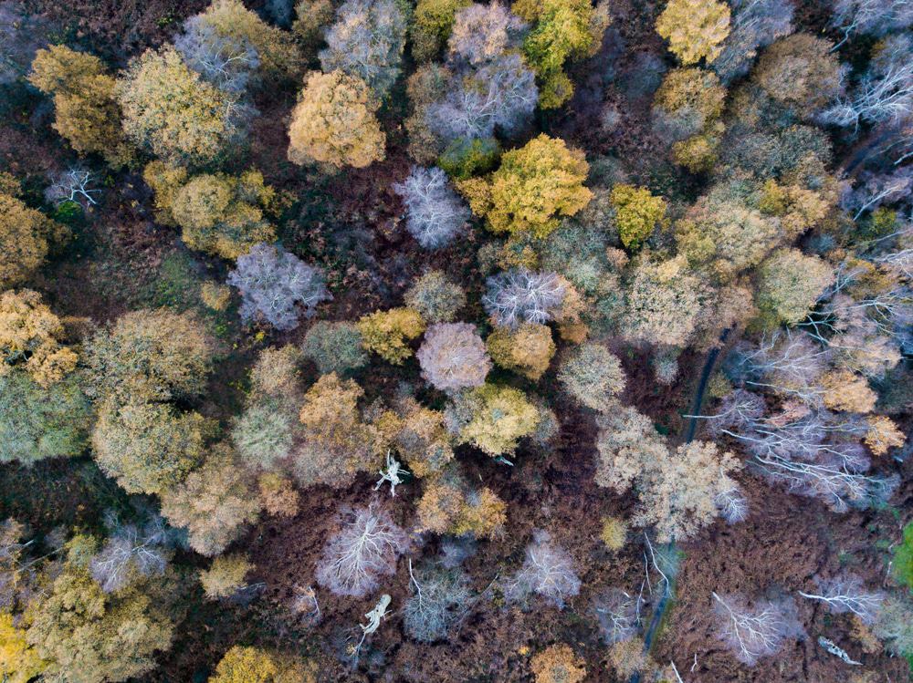 Sherwood Forest Country Park