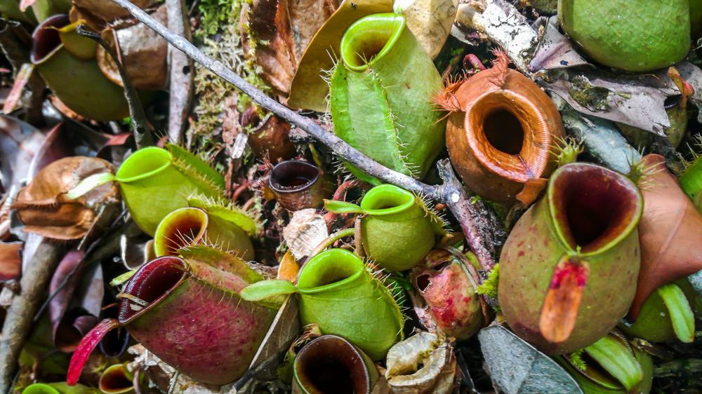 Pitcher Plant Malaysia, Bako Natural Park
