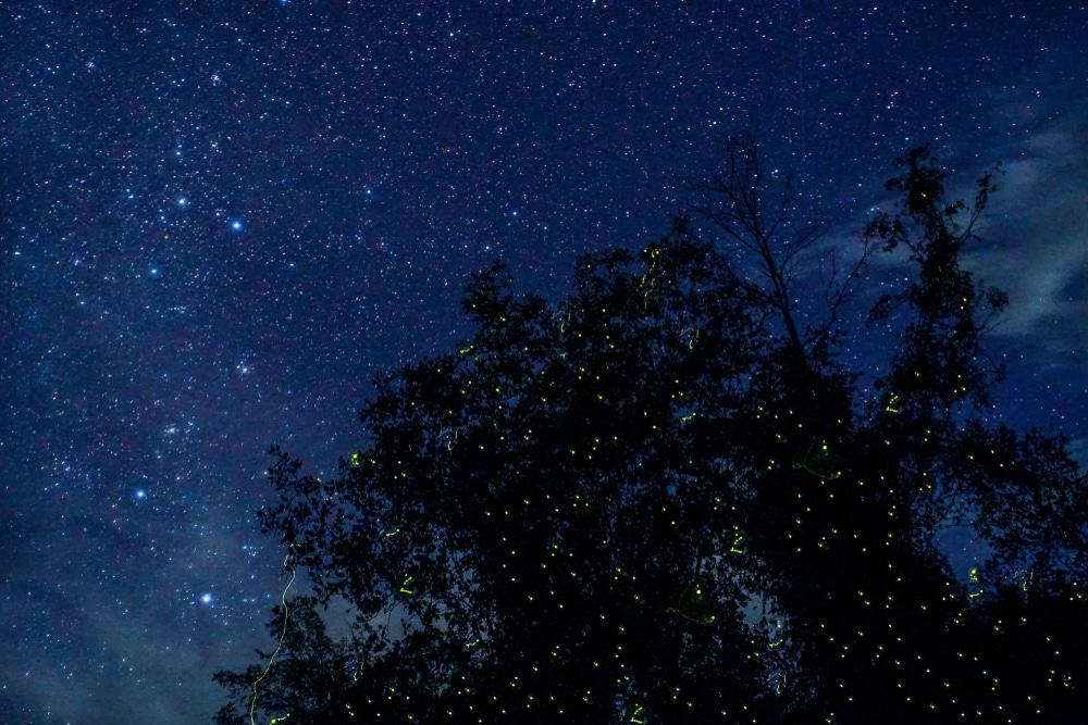 Fireflies Sabah