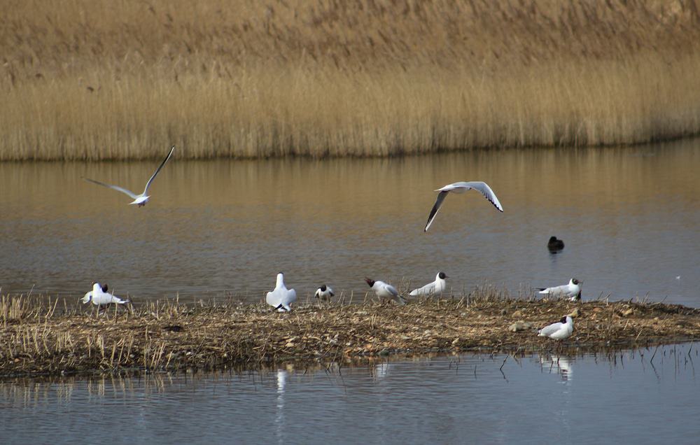 Rye Meads