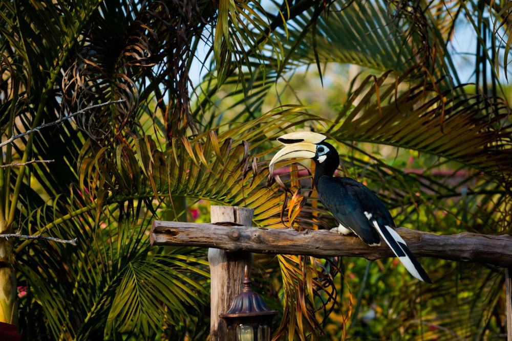 Hornbills Pangkor Island