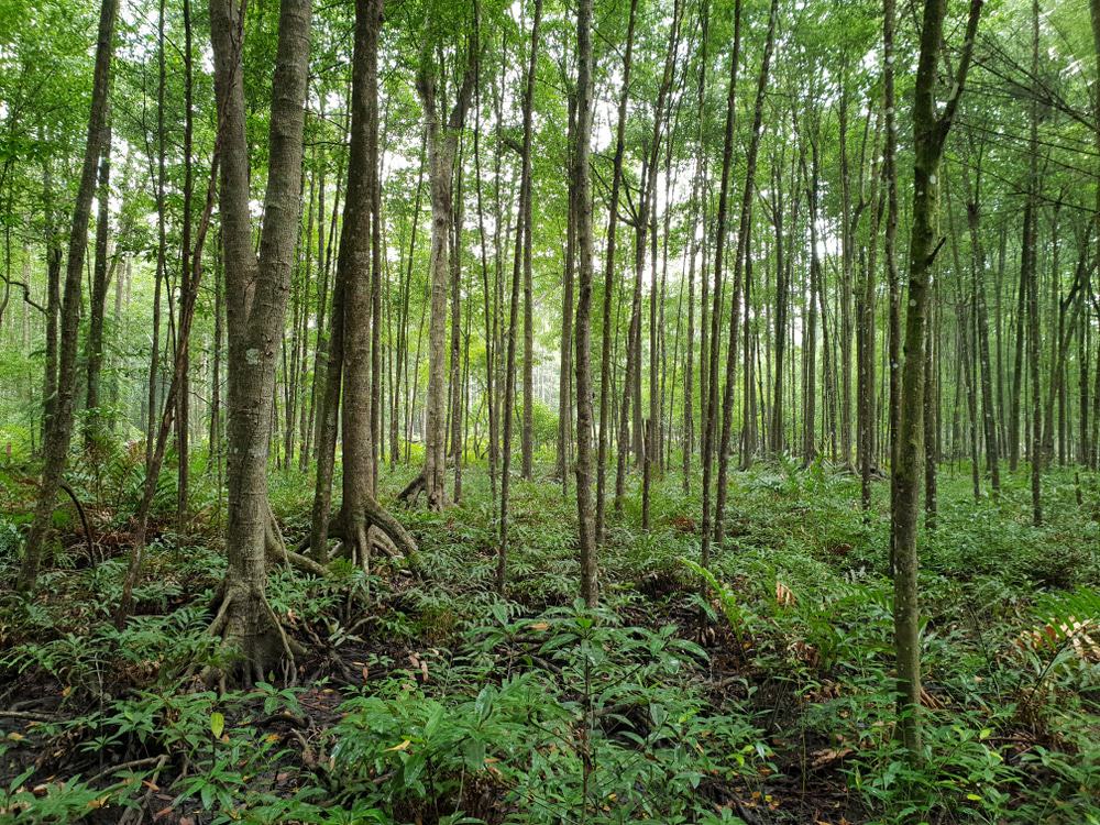 Matang Mangrove Forest Reserve