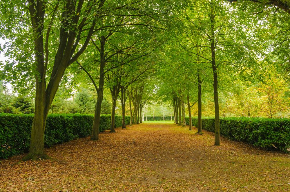 Whipsnade Tree Cathedral