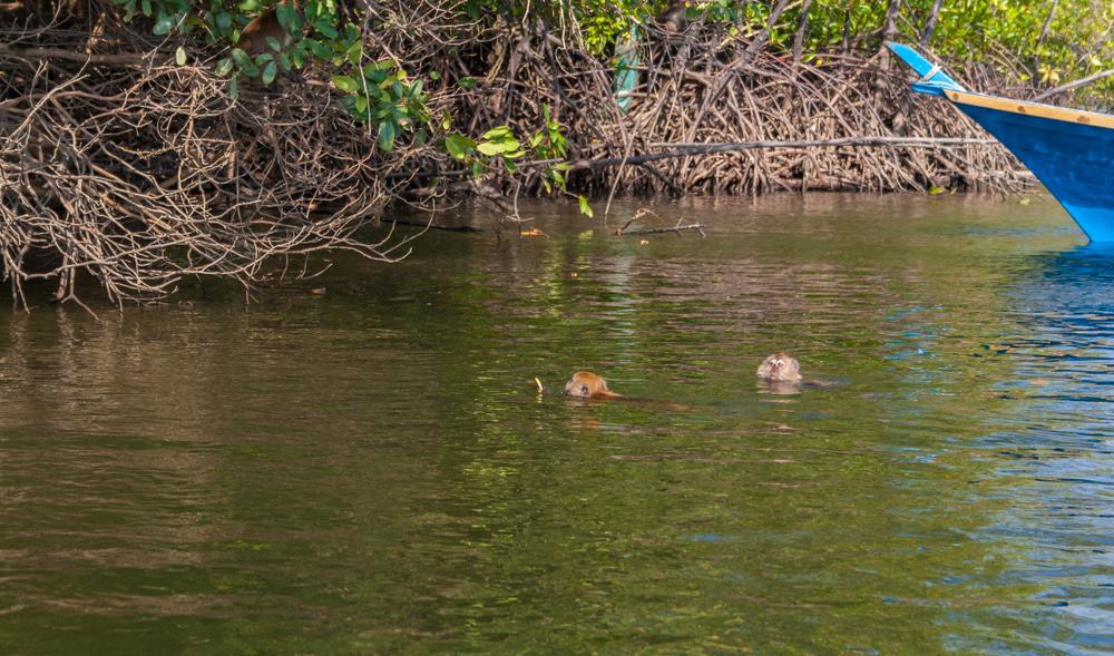 Langkawi Swimming Monkeys