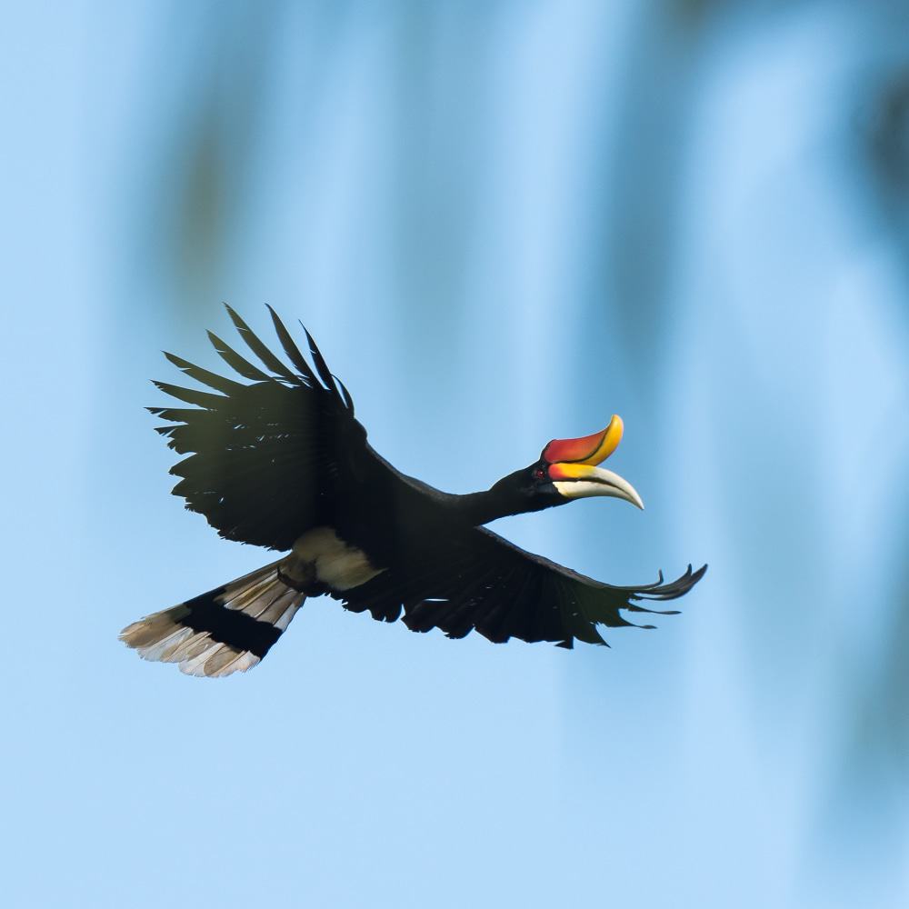 Rhinoceros Hornbill Sarawak