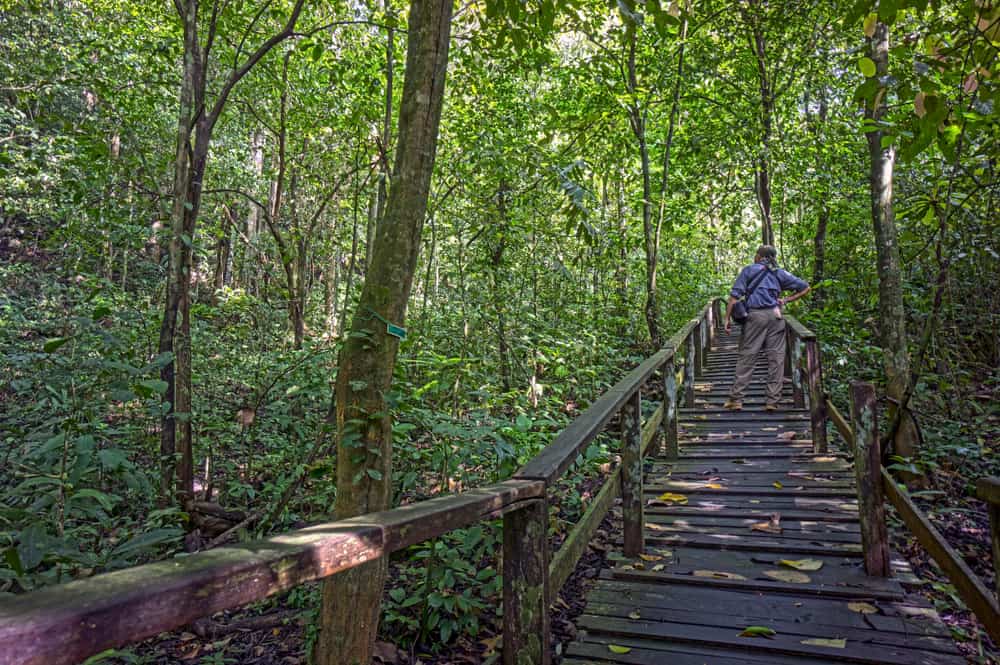 Rainforest Sabah Hikers