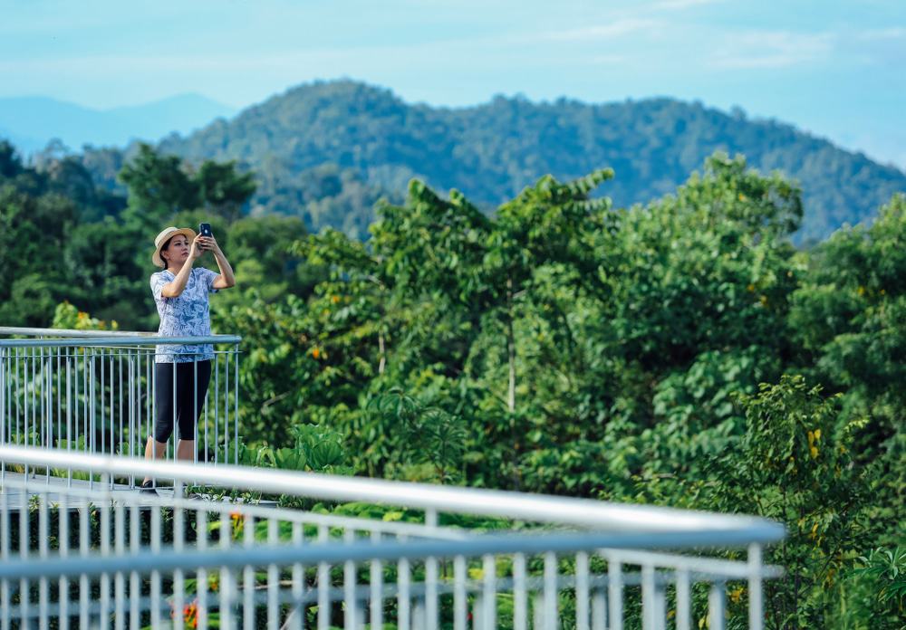 Perak Rainforest