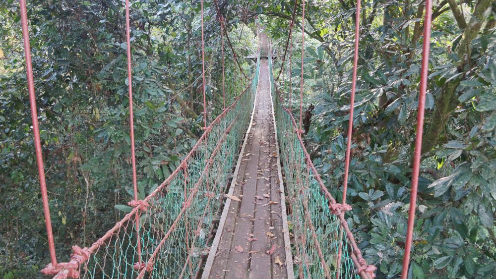 Danum Valley Trek