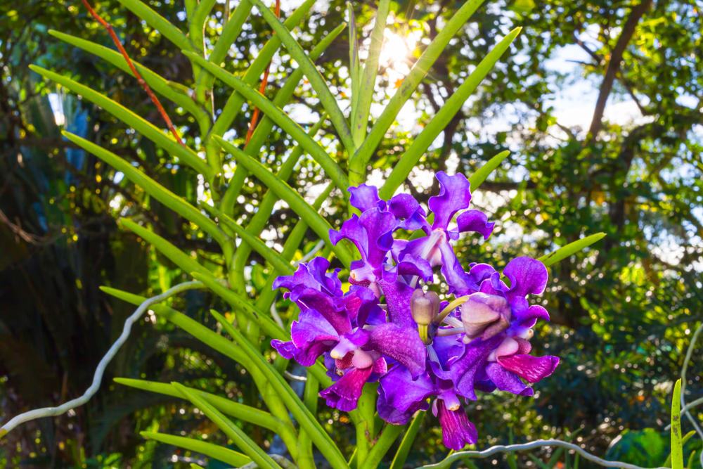 Borneo Orchids