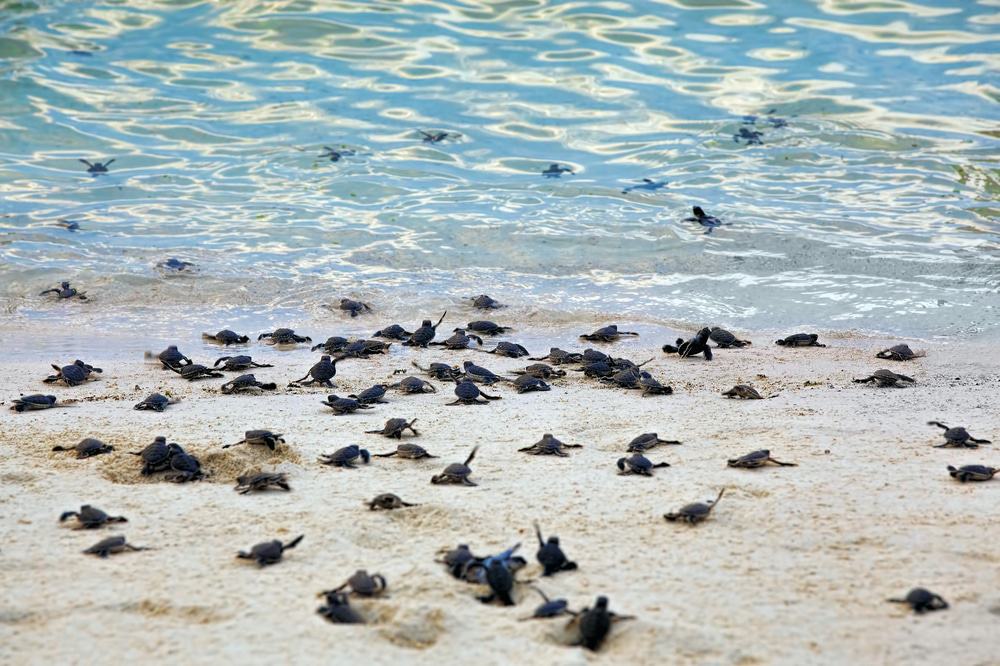 Lankayan Island