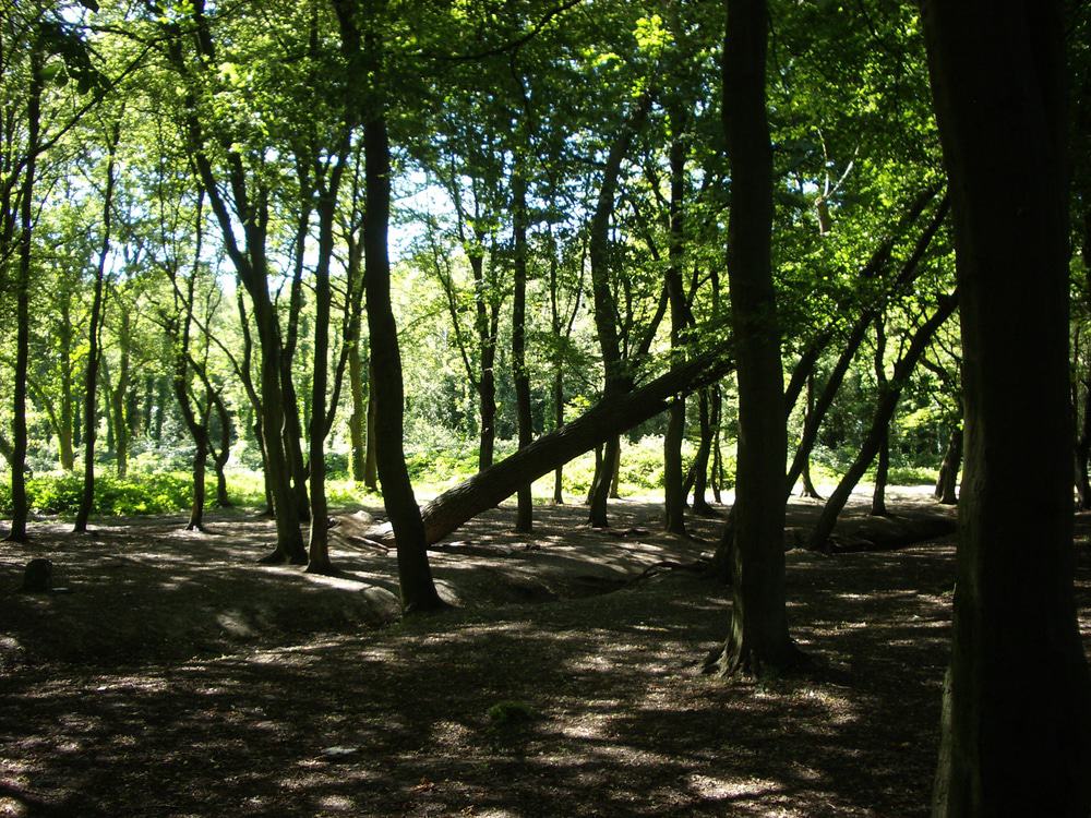 Hainault Forest