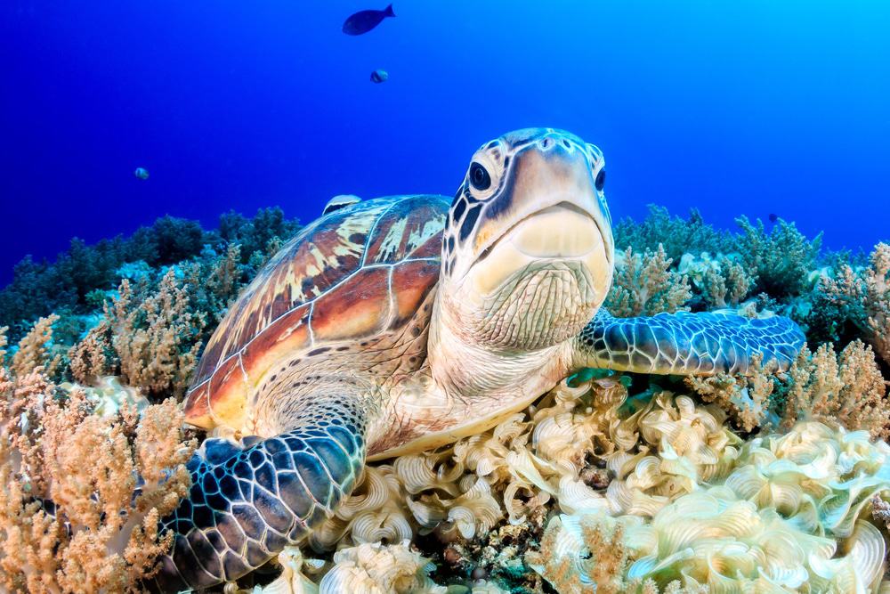 Green Turtle Malaysia