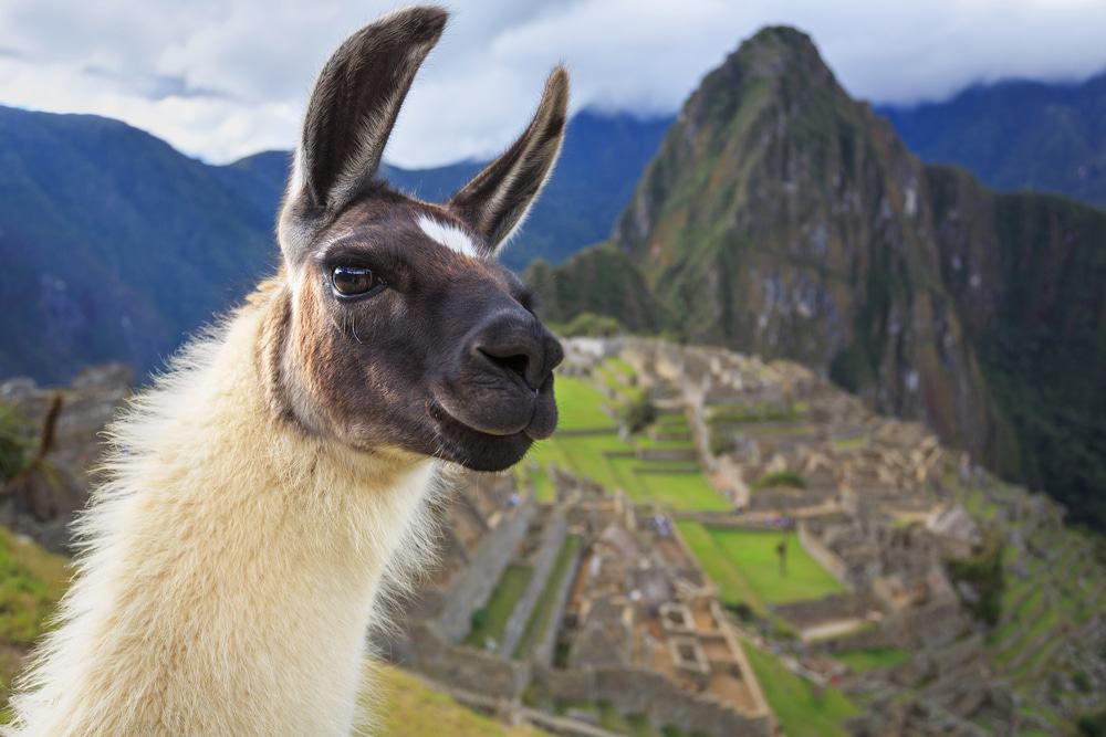 Machu Picchu Llama