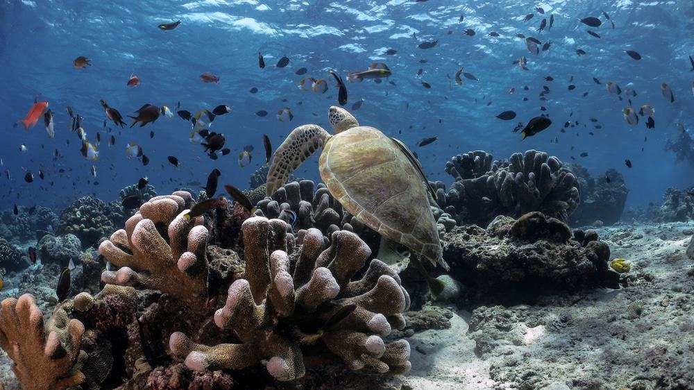 Sipadan Island