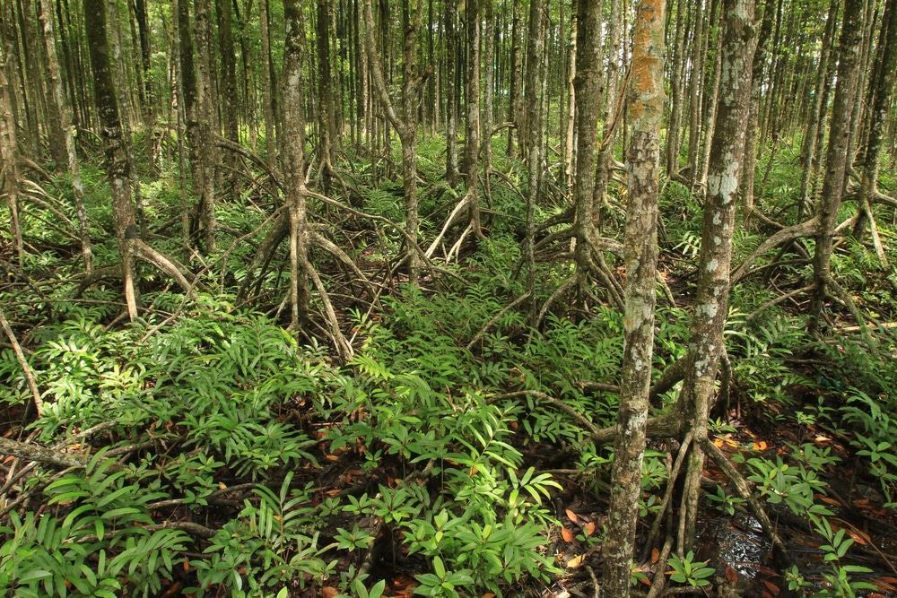 Matang Mangrove Forest