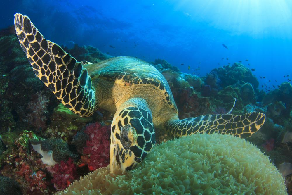Hawksbill Turtles Sabah